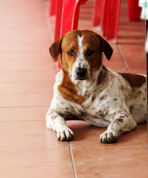 Hunden är smutsig, sällskapsdjur — Stockfoto