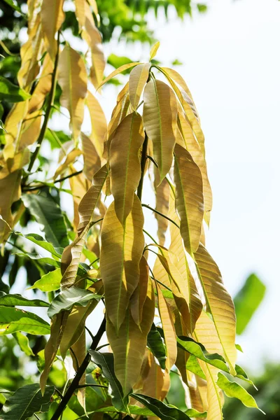 Mango hojas de fondo — Foto de Stock