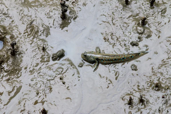 Mudskipper o peces anfibios — Foto de Stock