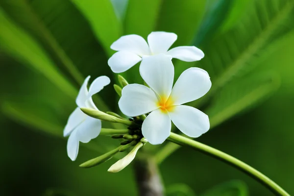 Flor de plumeria — Fotografia de Stock