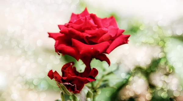 Θολή τριαντάφυλλα σε κλάδο — Φωτογραφία Αρχείου