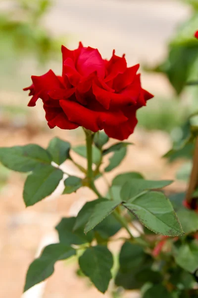Rosas vermelhas no ramo Imagens Royalty-Free