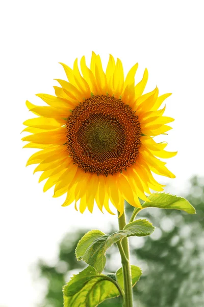 Sunflower Stock Image