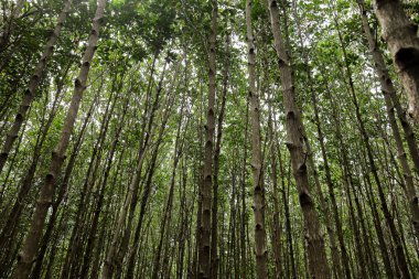 Doğada mangroves