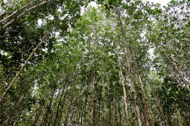 Doğada mangroves