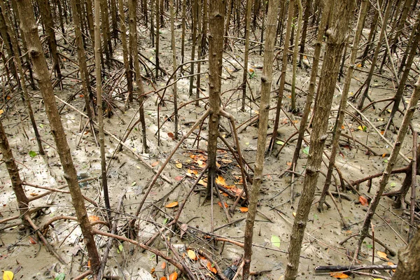 Mangroves in nature. — Stock Photo, Image