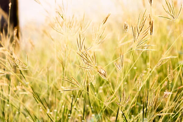 Gras bei Sonnenuntergang mit Vintage-Filtereffekt. — Stockfoto