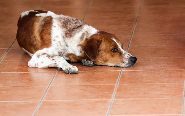 Dog is dirty, pet — стоковое фото