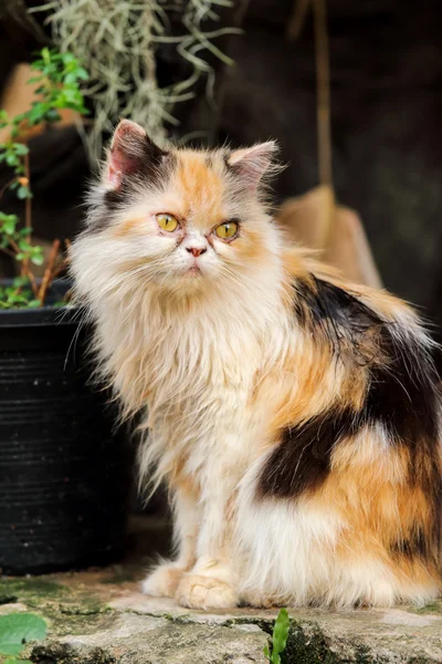 ペルシャ猫の貧しい人々 の健康. — ストック写真