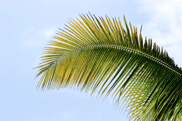 椰子叶 — 图库照片