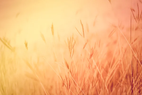 Vintage wazig gras tijdens zonsondergang — Stockfoto