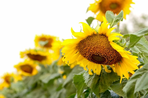 Ayçiçeği — Stok fotoğraf