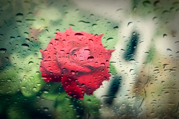 模糊的红玫瑰与雨滴 — 图库照片