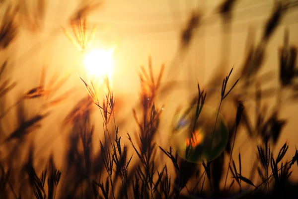 草在夕阳与老式的滤镜效果. — 图库照片