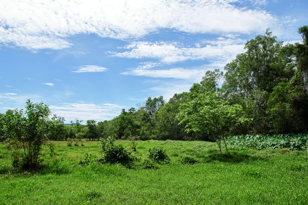 Prado e árvore verdes — Fotografia de Stock