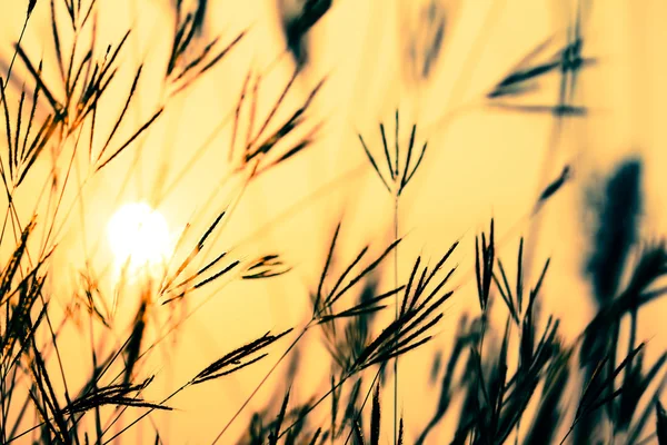 Vintage filtre efekti ile günbatımı sırasında çimen. — Stok fotoğraf