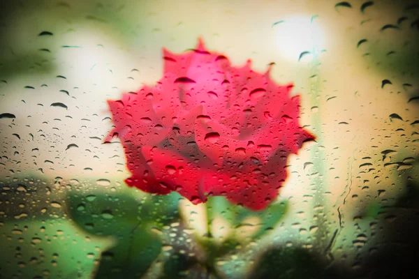 ぼやけた赤い薔薇雨の滴を — ストック写真