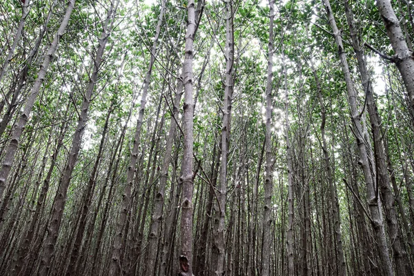 自然的红树林, — 图库照片