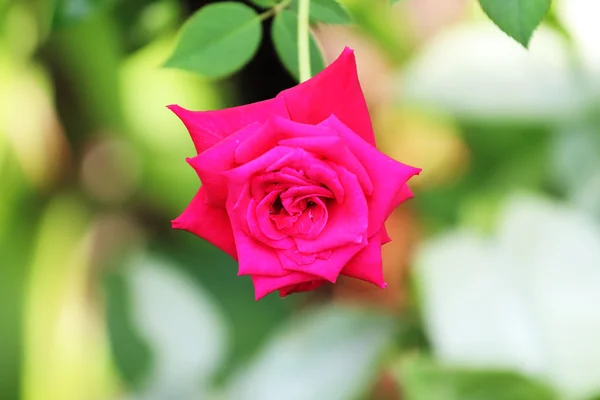 Red roses on branch — Stock Photo, Image