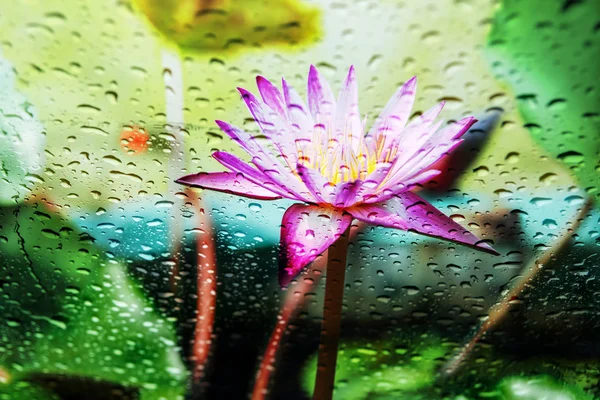 Loto púrpura borrosa con gotas de lluvia — Foto de Stock