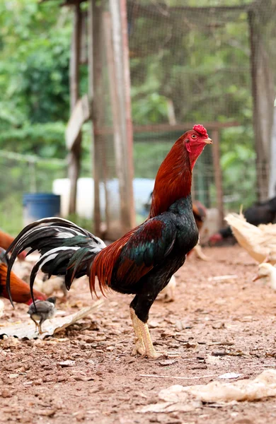 Natív csirkéket Stock Kép