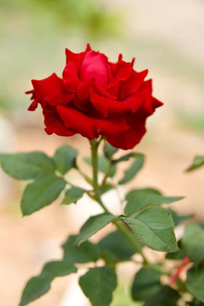 Rose rosse su ramo — Foto Stock