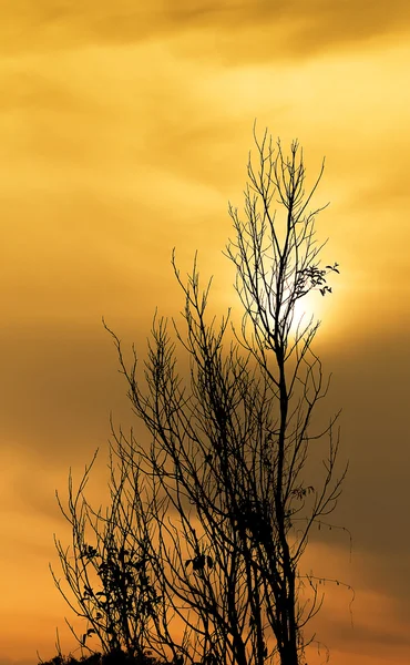 Branches sèches et coucher de soleil — Photo