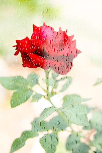 Rosa roja borrosa con gotas de lluvia — Foto de Stock
