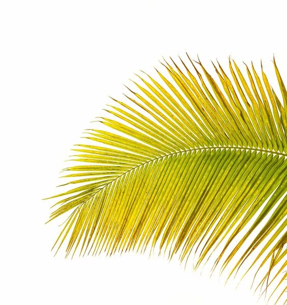 Kokosnoot bladeren — Stockfoto