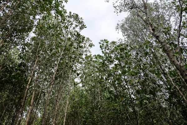 自然のマングローブ — ストック写真