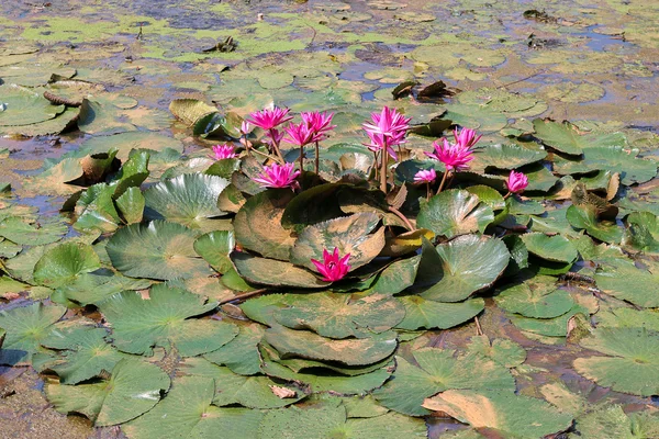Lotosové květy v rybníku — Stock fotografie