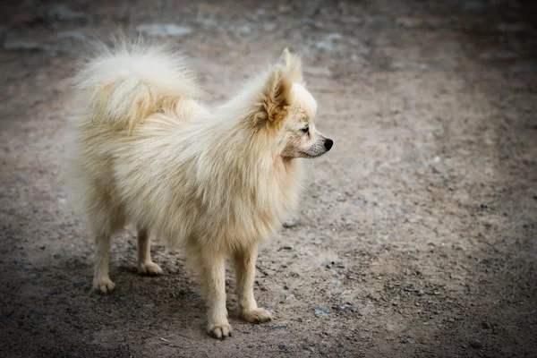 Chien debout sur le sol . — Photo