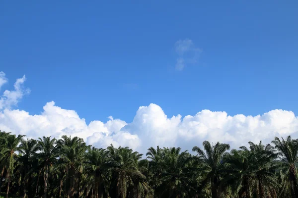 Nuvens brancas nos céus sobre as palmeiras . — Fotografia de Stock