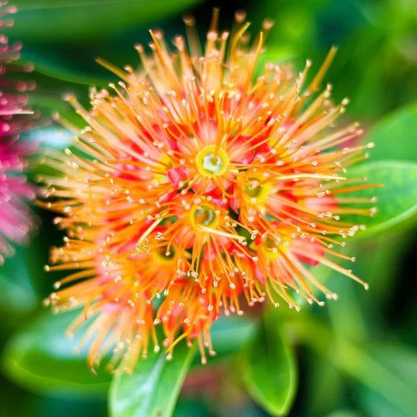 Fleur de rubiacées — Photo