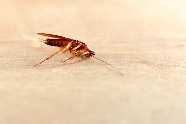 Cockroach ,bug — Stock Photo, Image