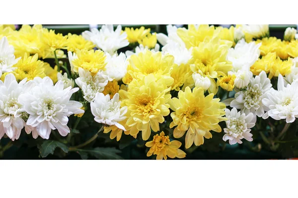 Chrysanthemums flower — Stock Photo, Image