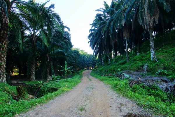 Agricultural areas for planting oil palm — Stock Photo, Image