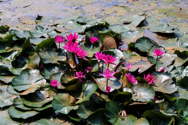 Lotosové květy v rybníku — Stock fotografie