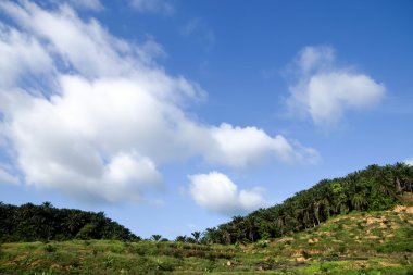 Beyaz bulutlar gökyüzü üzerinde palmiye ağaçları içinde.