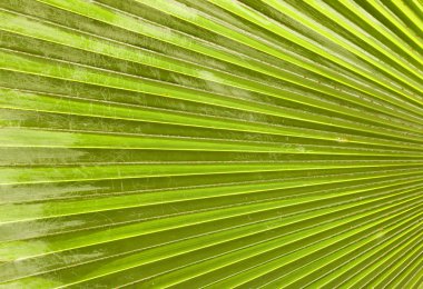 Yeşil palmiye yaprağı
