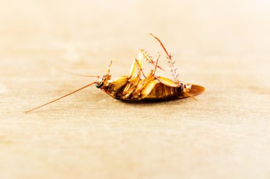 Hamam böceği, hata