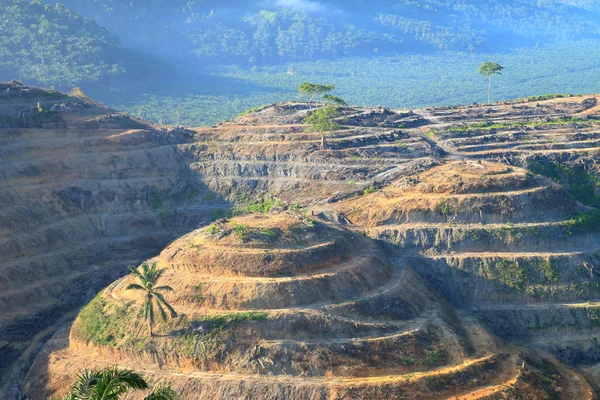 Superficies agricoles Pour la plantation de palmier à huile — Photo