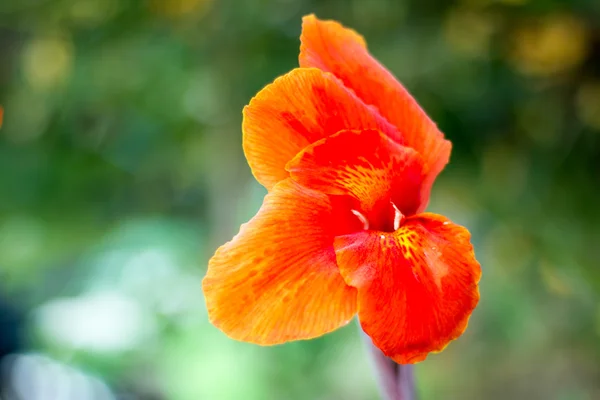 赤いカンナの花 — ストック写真