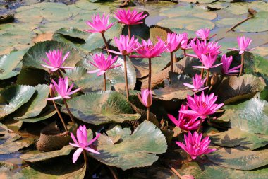 Gölette nilüfer çiçekleri