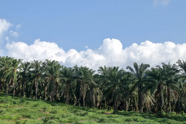 Agricultural areas for planting oil palm — Stock Photo, Image