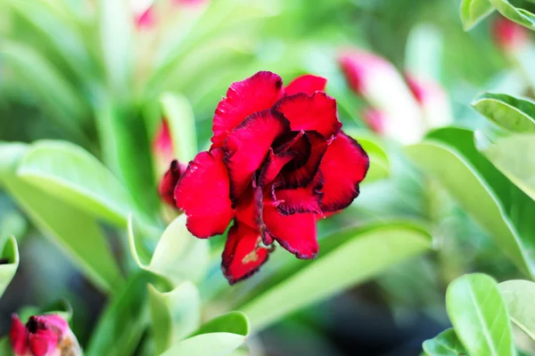 Pouštní růže květ červená a černá barva. — Stock fotografie