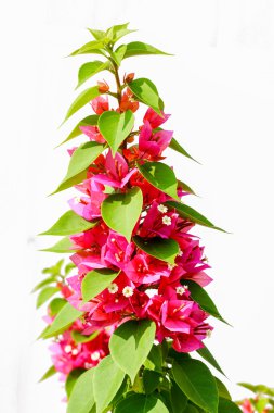 Bougainvillea çiçek