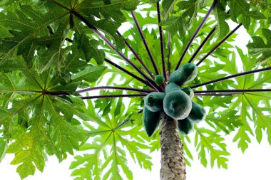 Papaya ağacını
