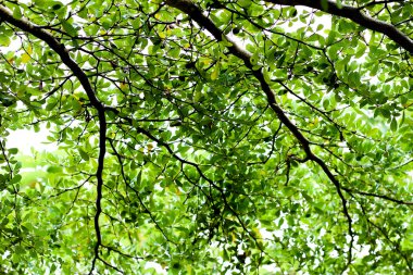 dalların yaprakları