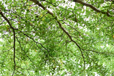 dalların yaprakları